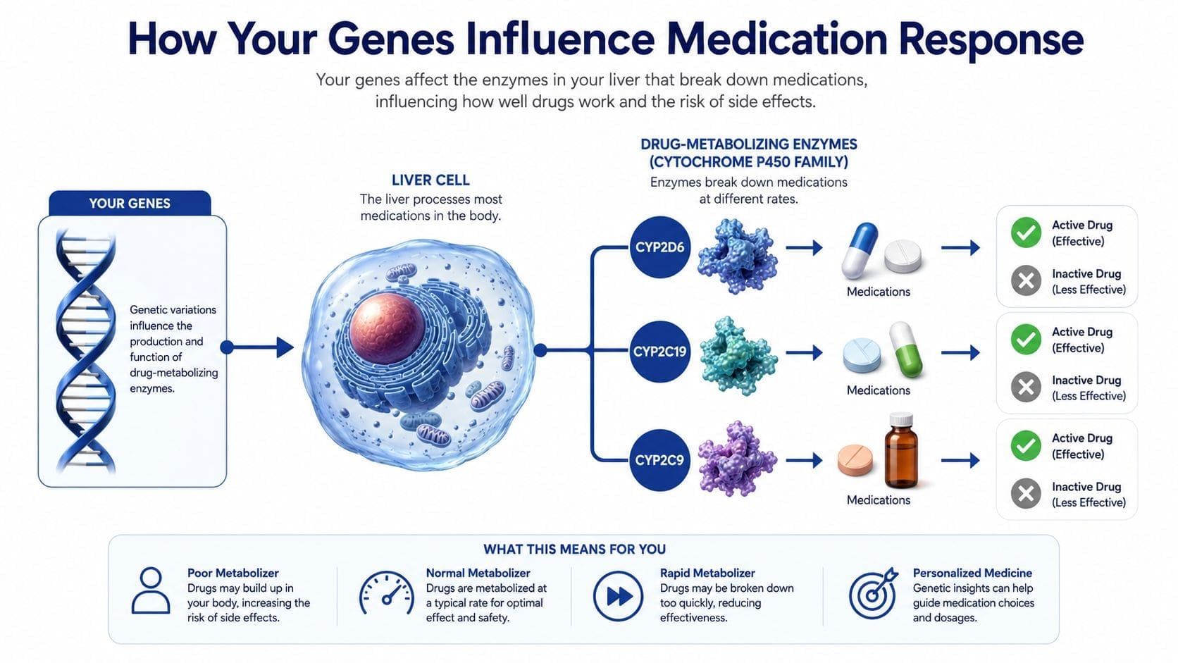 An infographic showing how genetic variations influence liver enzymes and impact medication effectiveness and side effects.