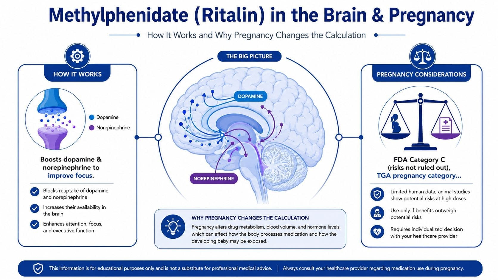 An infographic explaining how Methylphenidate (Ritalin) works in the brain and its safety considerations during pregnancy.